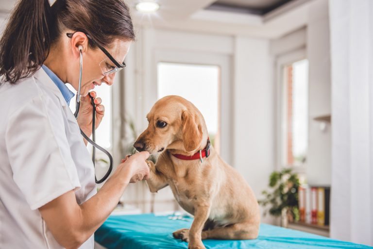 How much does a dog MRI cost from my Veterinarian? - AnimalScan