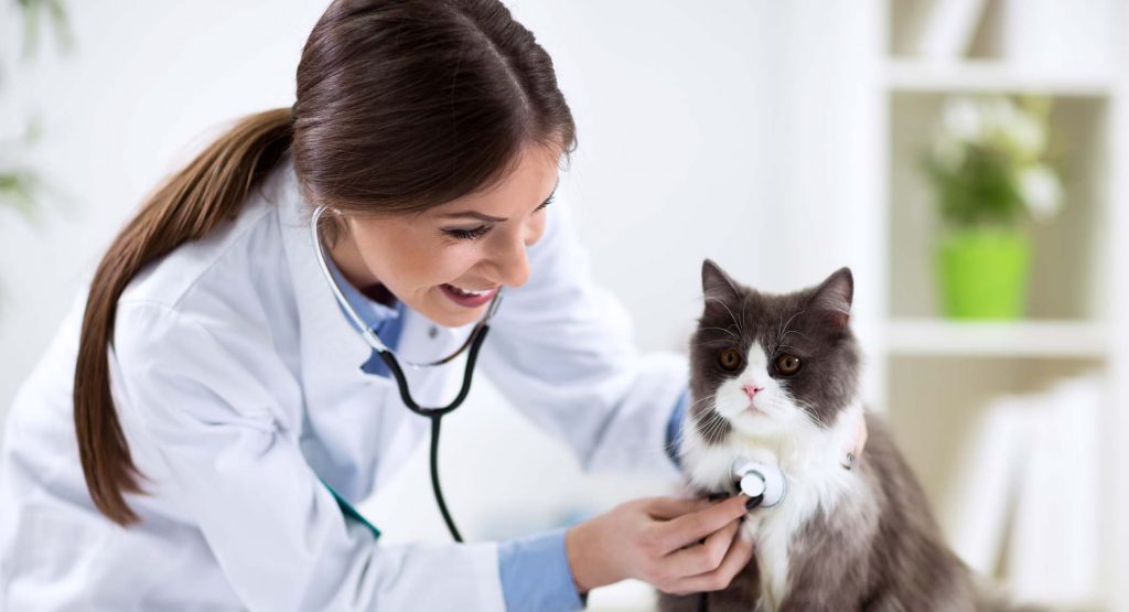 Why we love the Siemens Magnetom Avanto for VetMed - AnimalScan